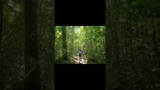 Download lagu visit borneo rainforest mp3 Download lagu visit borneo rainforest mp3