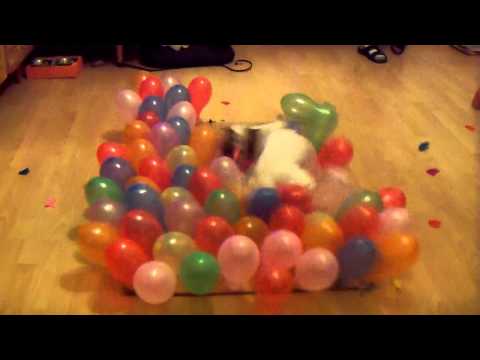 הכלבה שהצליחה לפוצץ 100 בלונים ב-24 שניות בלבד