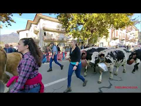 TRANSUMANZA DI MUCCHE PEZZATE ALLA FIERA DEI SANTI A LUSERNA S.GIOVANNI (TO) MERC. 2 - 11 - 2022.