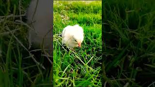 Wow baby hen funny moment  funny chicks video  col