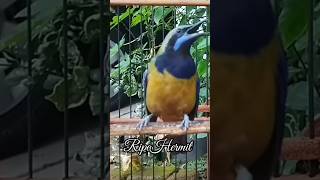 Download lagu cungkok super gacor tembakan ganas mp3 Download lagu cungkok super gacor tembakan ganas mp3