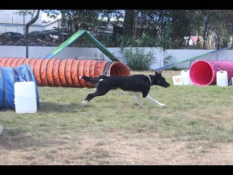 Yuuki - Pet Festival 2016!