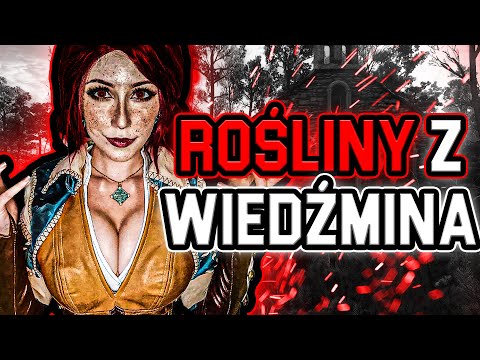 ROŚLINY Z WIEDŹMINA W PRAWDZIWYM ŻYCIU. MANDRAGORA, JASKÓŁCZE ZIELE. ZIELNIK WIEDŹMINA 3