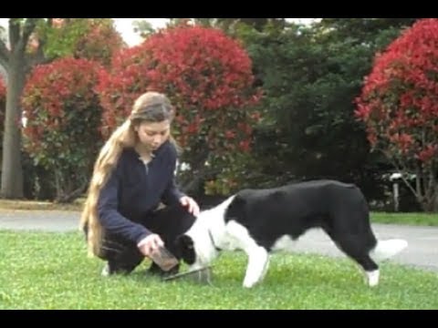 5 Food Aggression Exercises - positive reinforcement