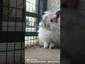 Yum Yum Yum Yum Short Lionheadbunny Lionhead Cutebunny Cute Yummy