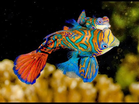 Top 10 Most beautiful fishes in the world Video