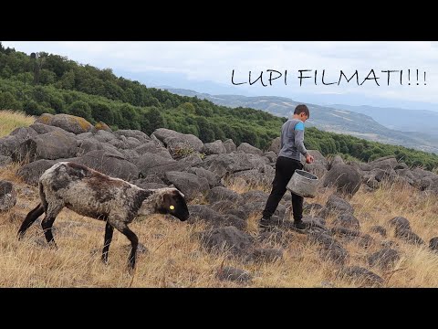Vasile Kolopelnic's flock from Sub Cruce in Remeți MM | Wolves attack very often | WOLVES FILMED ...