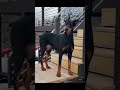 Doberman Pinscher dogs for sale: Male 1 with ear crop - Video 3