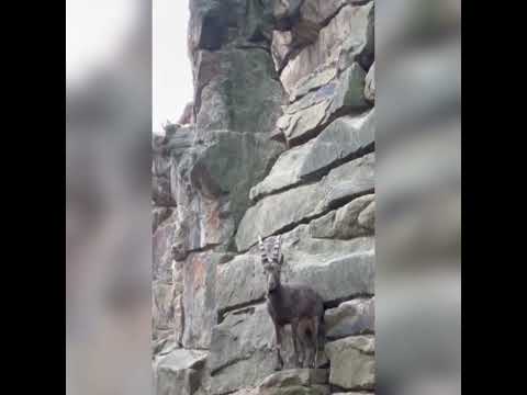 Berlin Zoo - a must go in Germany #germany #berlin #zoo #animals #trip #shortsvideo #shortsyoutube