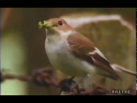 Geo 1991, "Il bigamo nero", Gianclaudio Lopez