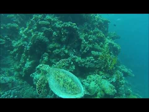 Red Sea Diving Safari - Marsa Shagra Eco-Lodge