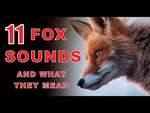 11 Fox Sounds Explained: Understand Their Mysterious Calls