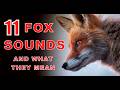 11 Fox Sounds Explained Understand Their Mysterious Calls