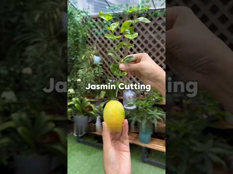 A new method for Cutting and propagating jasmine cuttings #Jasmine #Growing #cutting