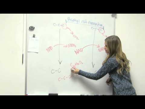 Acetyl COA Formation