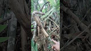 Download lagu ciri ciri bambu ada isinya 😱 #shorts #explore mp3 Download lagu ciri ciri bambu ada isinya 😱 #shorts #explore mp3