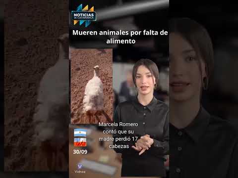 🚨 Desesperación en Pomán: mueren animales por falta de alimento