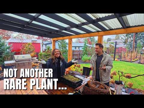 Pre-Sprouting Ranunculus & Anemones...and Sergey's Latest Rare Plant Obsession 😂🌿🙌