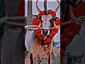 Jallikattu Status In Tamil Shorts Jallikattu WhatsApp Status In Tamil