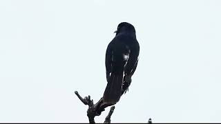 Download lagu Nyanyian Ajaib Burung Gagak Jantan 🎶 mp3