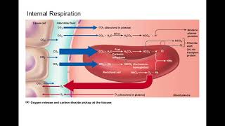 Chapter 22 Respiratory System Part 3