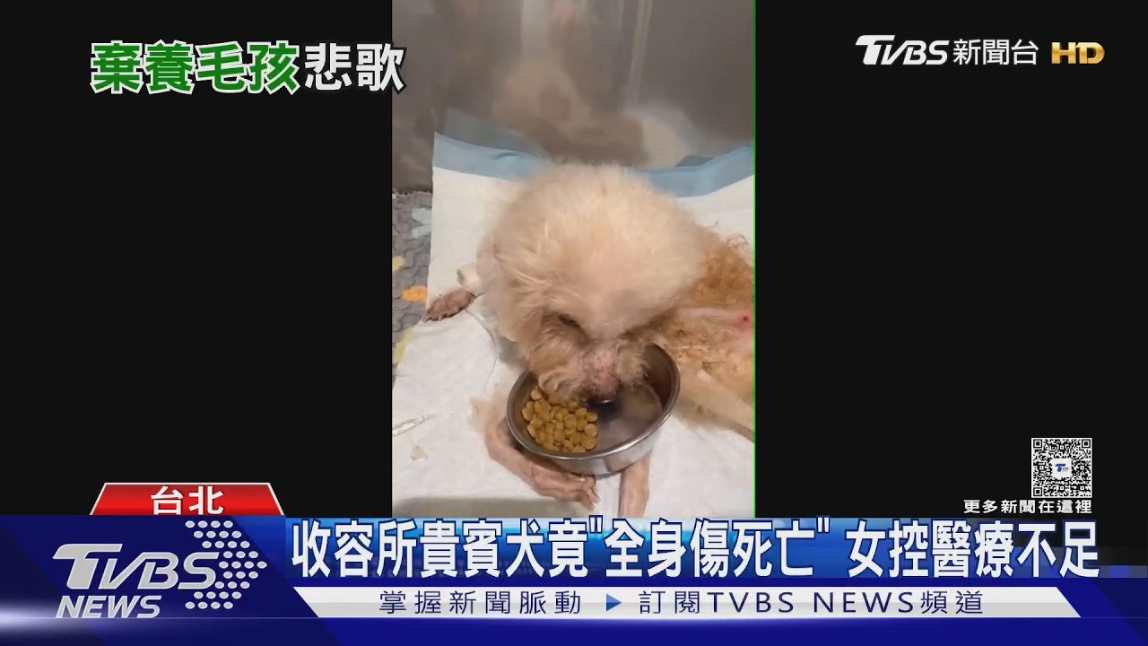 影音/台北動物之家醫療不足?高齡貴賓犬「遍體鱗傷」病逝 女不捨怒控