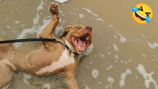 Hilarious Funny Animals Compilation | Cute & Crazy Pets 2025