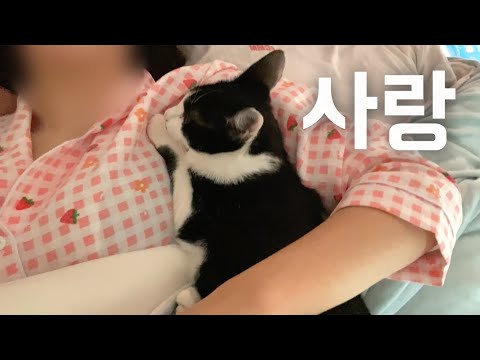 나를 엄마고양이로 아는 아기고양이