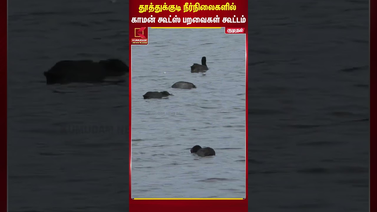 தூத்துக்குடி நீர்நிலைகளில் காமன் கூட்ஸ் பறவைகள் கூட்டம் | Common Coot Birds | Kumudam News