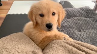 The owner is watching a movie The Golden retriever puppy I want you to catch is cute