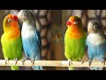 Lovebird Sound 100 Sound Guaranteed Lovebird Sound