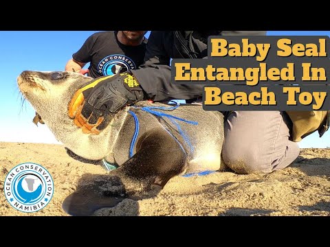 Baby Seal Entangled In Ball Net