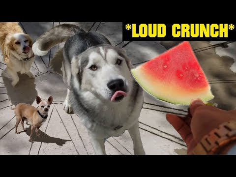 My Dogs Try Fruits And Vegetables | Will They Eat It? 🍑🍉🌶🍇