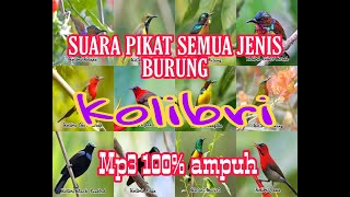 Download lagu Pikat MP3 !! semua jenis burung kolibri 100% PALING AMPUH mp3 Download lagu Pikat MP3 !! semua jenis burung kolibri 100% PALING AMPUH mp3