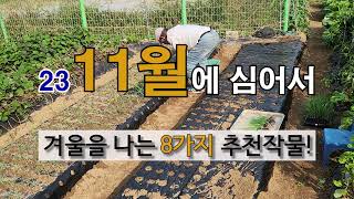11월에 심어서 겨울을 나는 8가지 추천 작물! #주말농장 도시 텃밭 # 11월에 심는 작물 #월동 작물 가…
