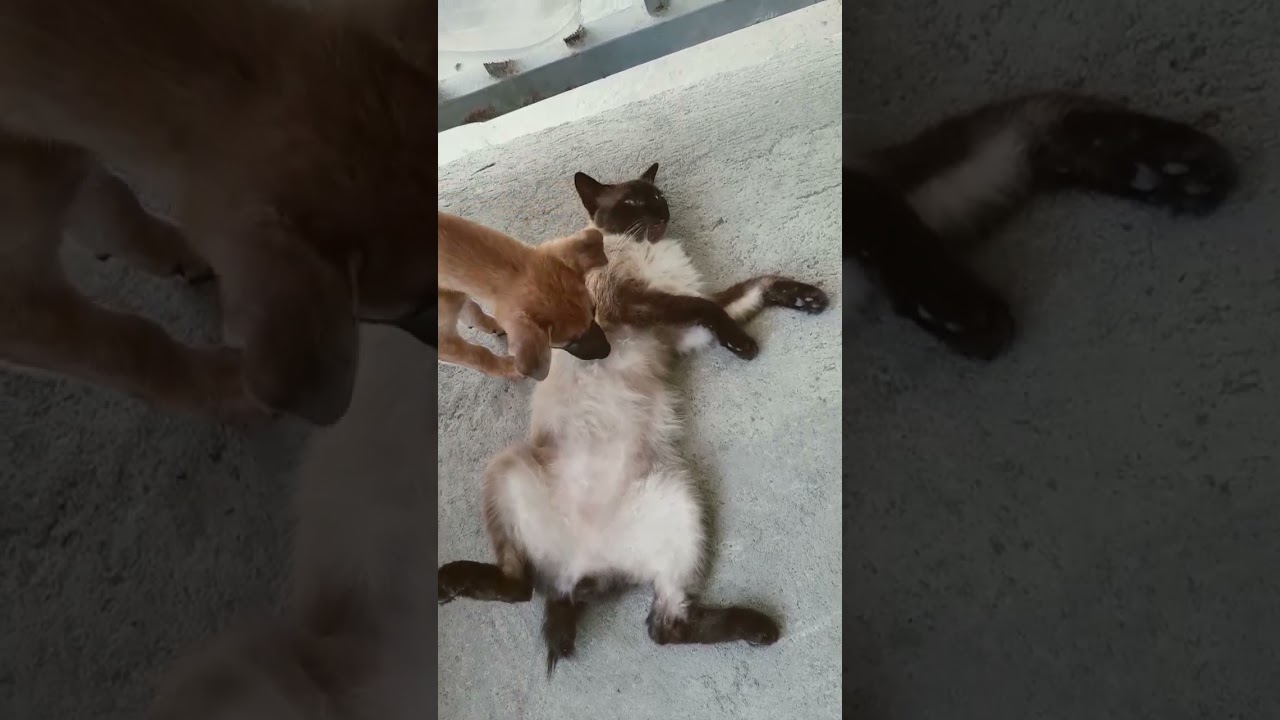 Sarap tulog ni codei🐰!naka tihaya pa🤣#cat #cats #short #shorts #catlover #importedcat