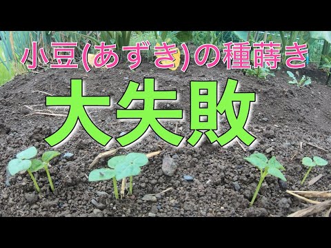 園芸 小豆の種まき方法は?