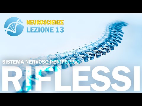 Spinal Reflexes and the Reflex Arc (PNS) | NEUROSCIENCE - Lesson 13