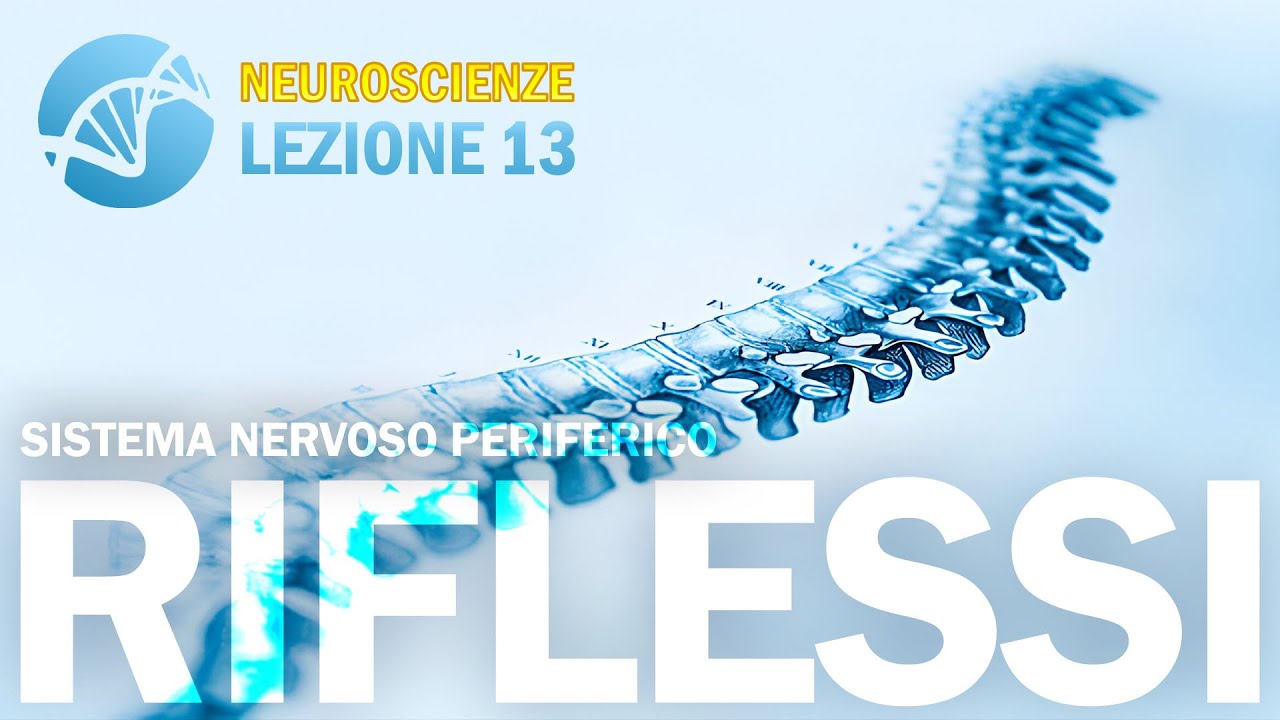 Riflessi spinali e Arco riflesso (SNP) | NEUROSCIENZE - lezione 13