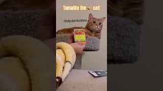 Day 12 with Tamalito #pokemon #packopening