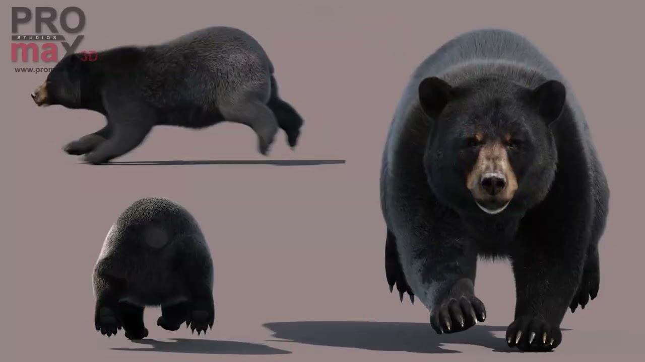 Animated Black Bear with Fur Advanced 3D Model