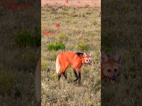 Lobo-Guará em Minas Gerais! | Cena Rara 🌿🦊 #natureza #loboguara #animaissilvestres #cerrado