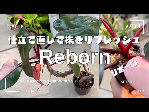 園芸 聖職者の木、クレロデンドロン