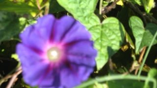 Morning Glory Wine: Recipe &amp; Magickal Uses