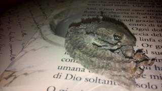 Julian Lage - Lullaby