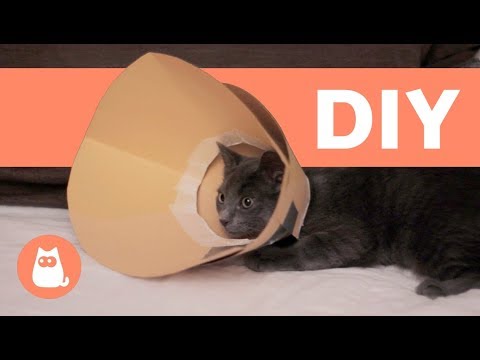 How to Make an Elizabethan Collar for Your Pet