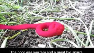 The Wurram and the Sparra