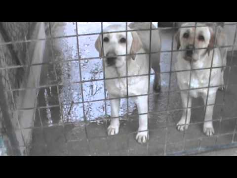 La Tonsillite esiste...non è una Leggenda Metropolitana !!! (Prima Parte)