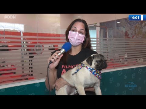 Altas temperaturas do b r o broÌ desidratam os PETS 05 10 2021