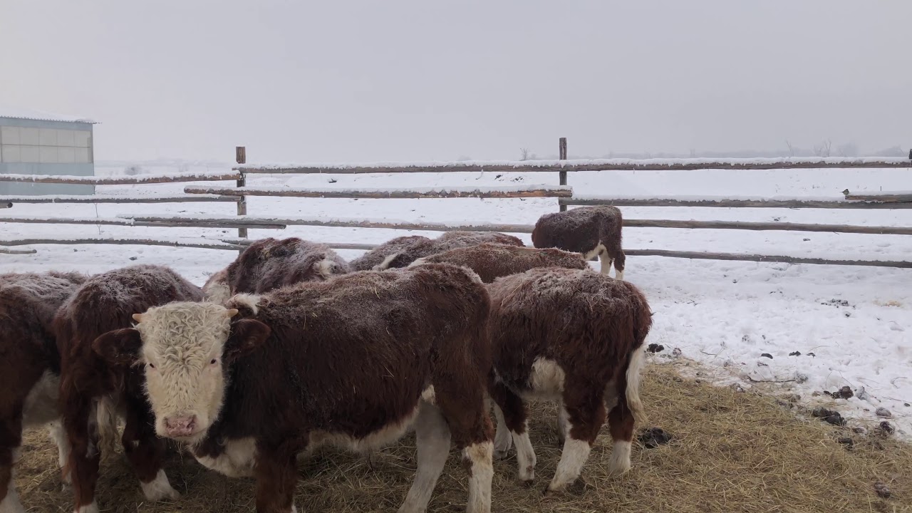 Герефорд Бычки Купить В России